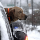 Illustration for article titled Adorable Kids And Adorable Dogs Make The Most Of Snow